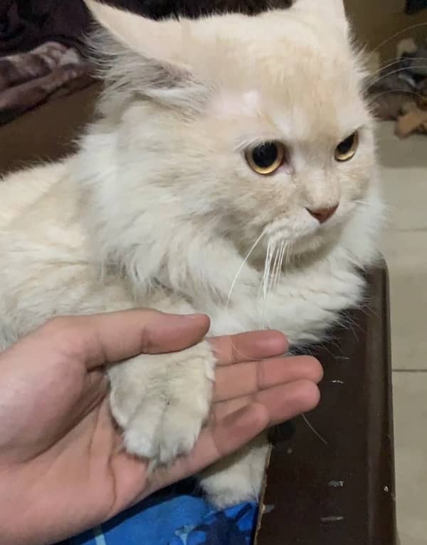 male persian cat (white) one time breed 4