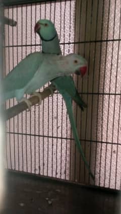 Complete Setup 3 Pair Parrot Breeding