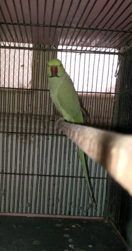 Complete Setup 3 Pair Parrot Breeding 1