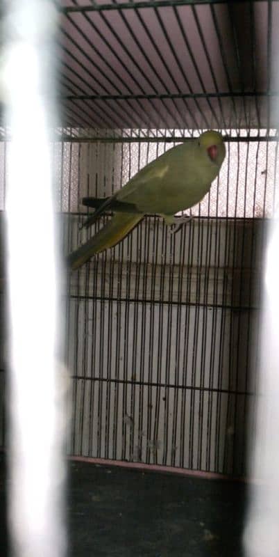 Complete Setup 3 Pair Parrot Breeding 2