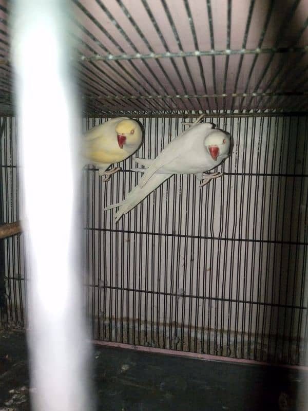 Complete Setup 3 Pair Parrot Breeding 4