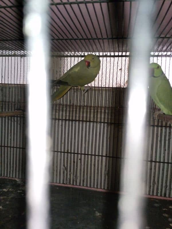 Complete Setup 3 Pair Parrot Breeding 5