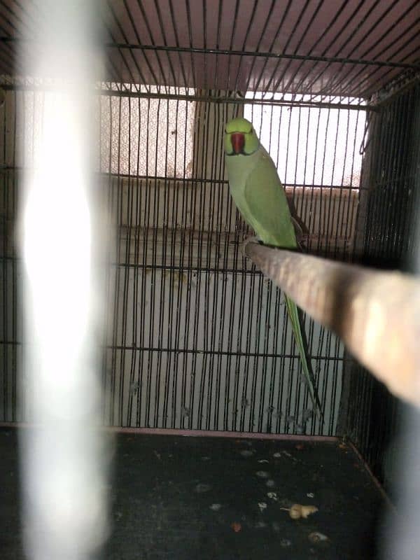 Complete Setup 3 Pair Parrot Breeding 6