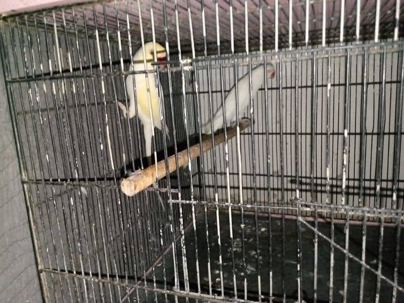 Complete Setup 3 Pair Parrot Breeding 8