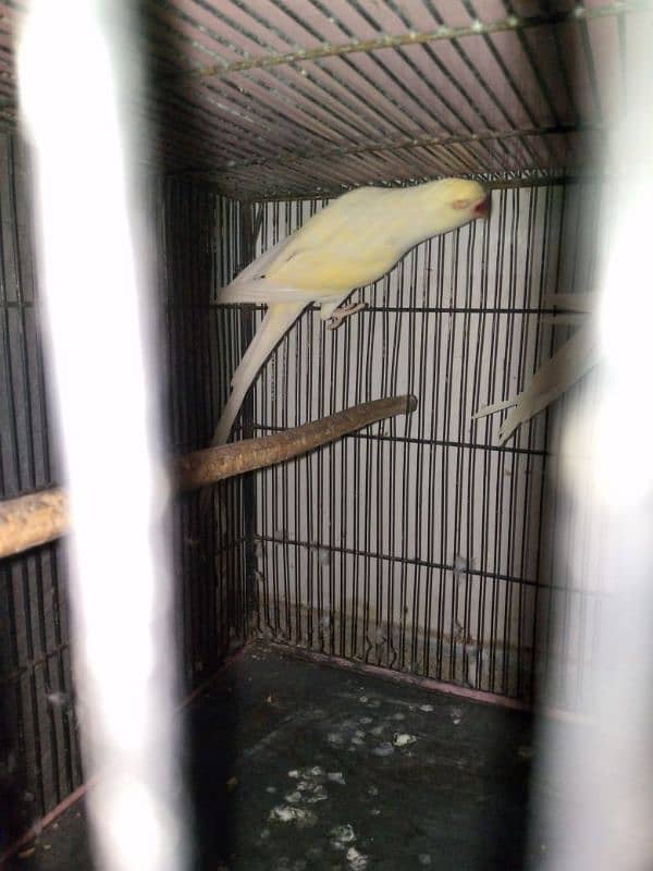 Complete Setup 3 Pair Parrot Breeding 9