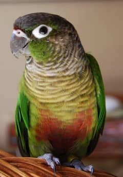 green cheeked conure parrot for sale