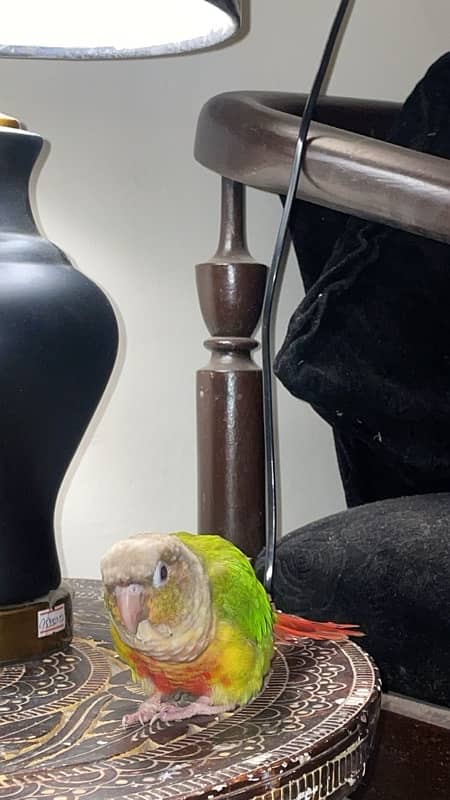 green cheeked conure parrot for sale 1