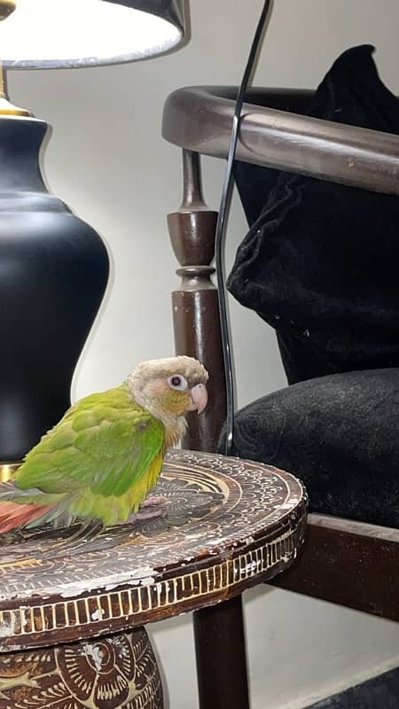 green cheeked conure parrot for sale 2