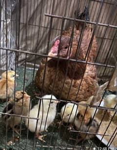 kurak wali murgi For Sale with 8 Mix Aseel chicks