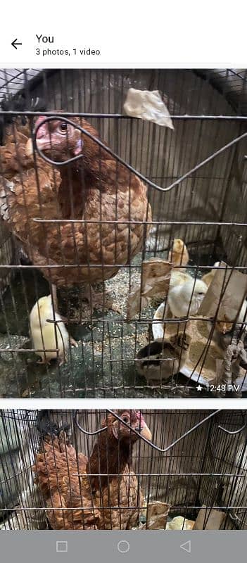 kurak wali murgi For Sale with 8 Mix Aseel chicks 3