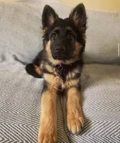 100% German Shepherd puppy for sale Call My WhatsApp 0324,8790419