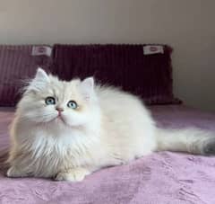 quality Persian panch face cate & kittan male female both available h