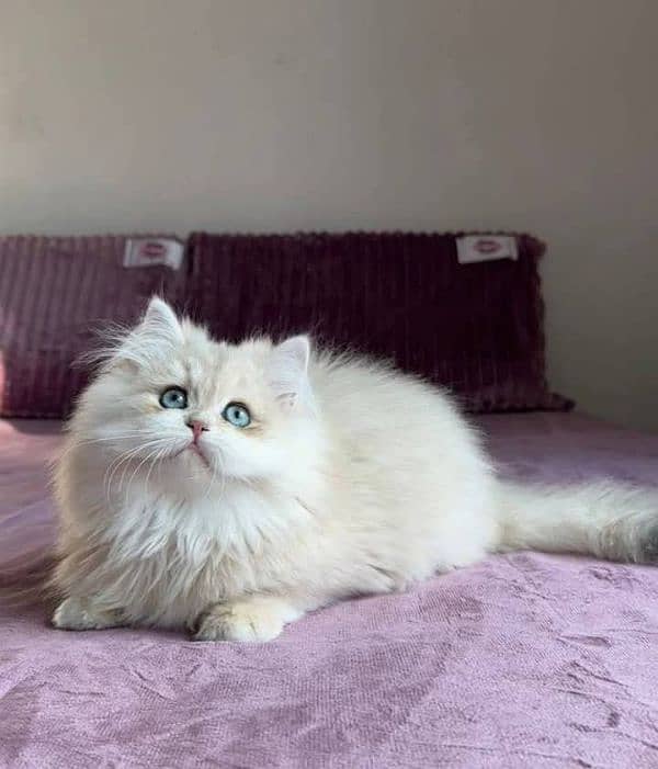 quality Persian panch face cate & kittan male female both available h 1