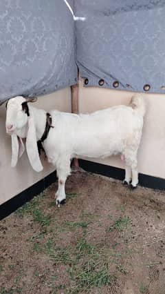 Gulabi Ablak Gambo bakri