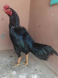 high quality Black muskha for sale Whatsapp only 03323944122