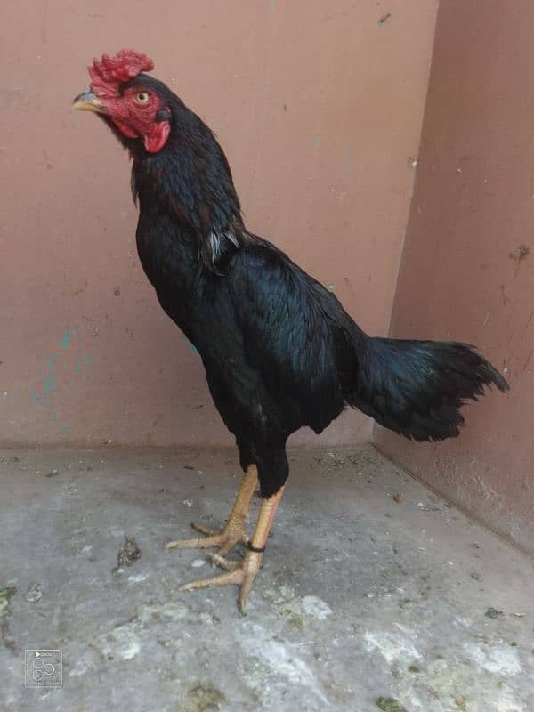 high quality Black muskha for sale Whatsapp only 03323944122 1