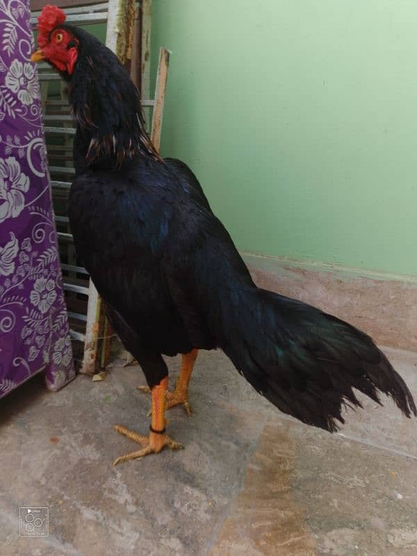 high quality Black muskha for sale Whatsapp only 03323944122 2