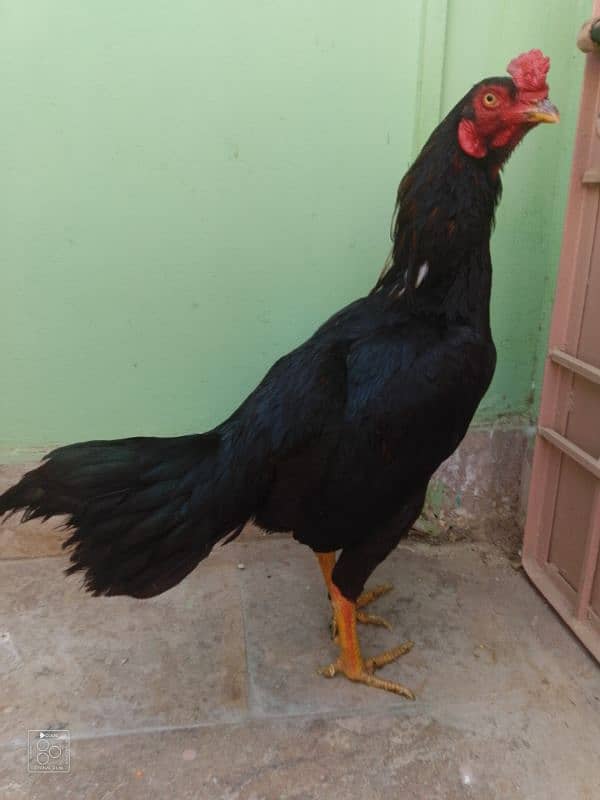 high quality Black muskha for sale Whatsapp only 03323944122 3