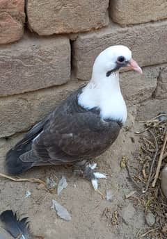 karbalai pigeon for sale