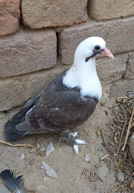 karbalai pigeon for sale 0