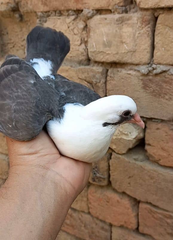 karbalai pigeon for sale 1