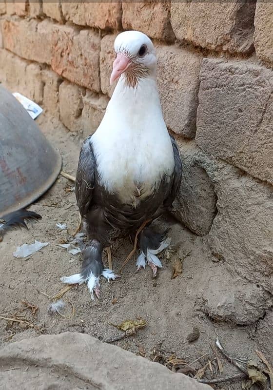 karbalai pigeon for sale 2