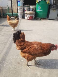 golden misri hen