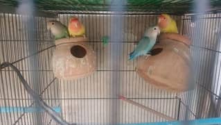 ALL PARROTS AVAILABLE