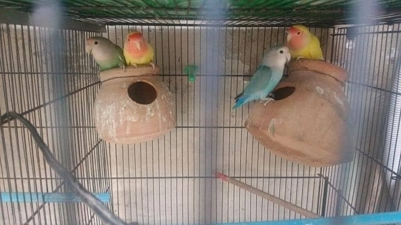 ALL PARROTS AVAILABLE 0