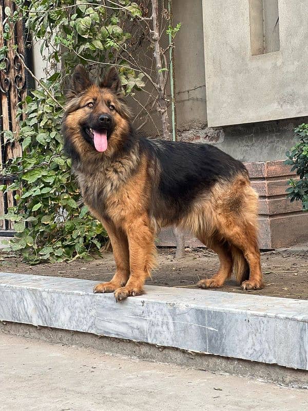 German shepherd female near to heat 1