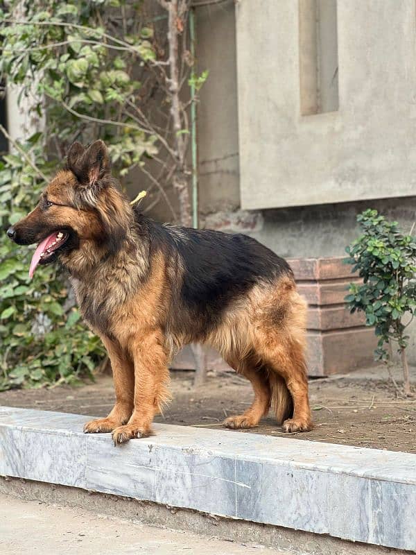 German shepherd female near to heat 2