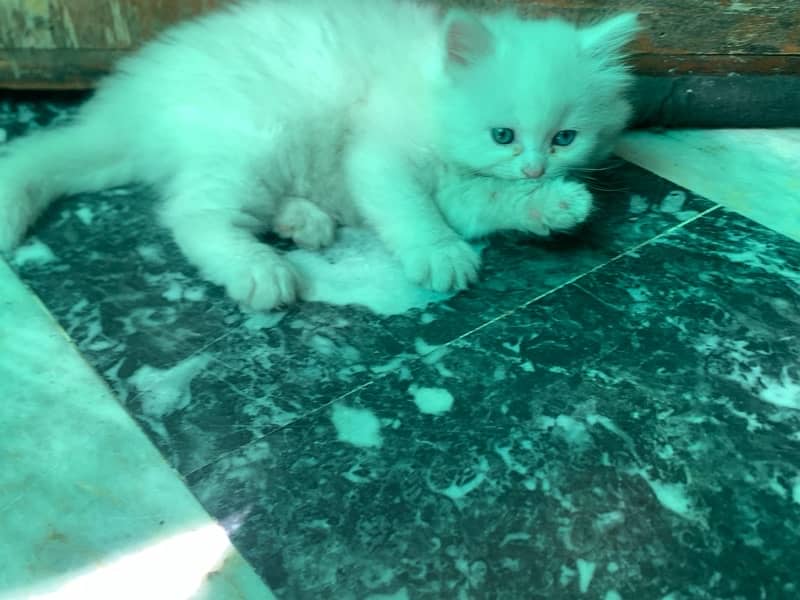 persian cat kittne 0