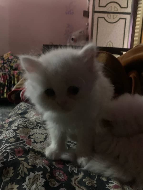 persian cat kittne 2