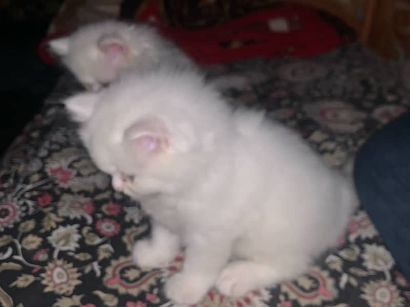 persian cat kittne 3