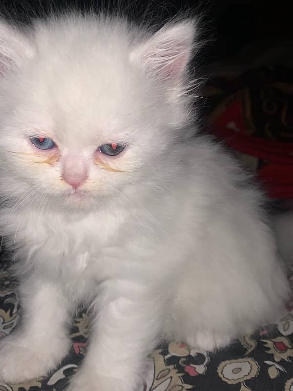 persian cat kittne 4