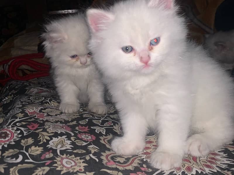 persian cat kittne 5