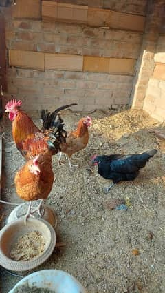 golden mesri egg laying hens