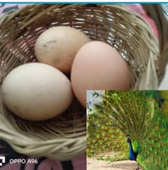 peahen eggs for sale