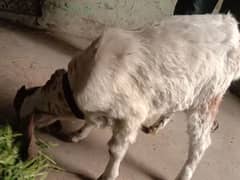 Bakra