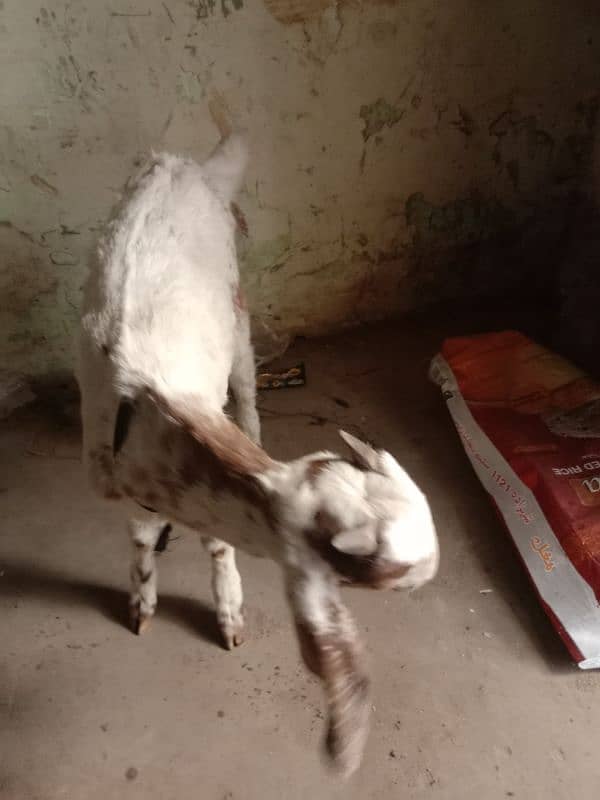 Bakra 1