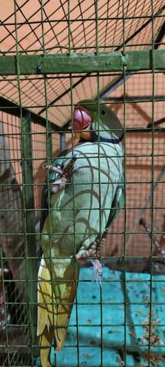 Raw Parrots available for Sale (Male+Female)