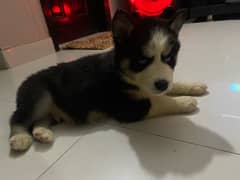 Siberiaan hunky puppy