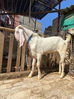 gullabi bakra