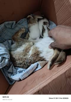 one Rabbit pair with two baby rabbits