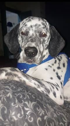 Dalmatian dog Available for stud [Cross]