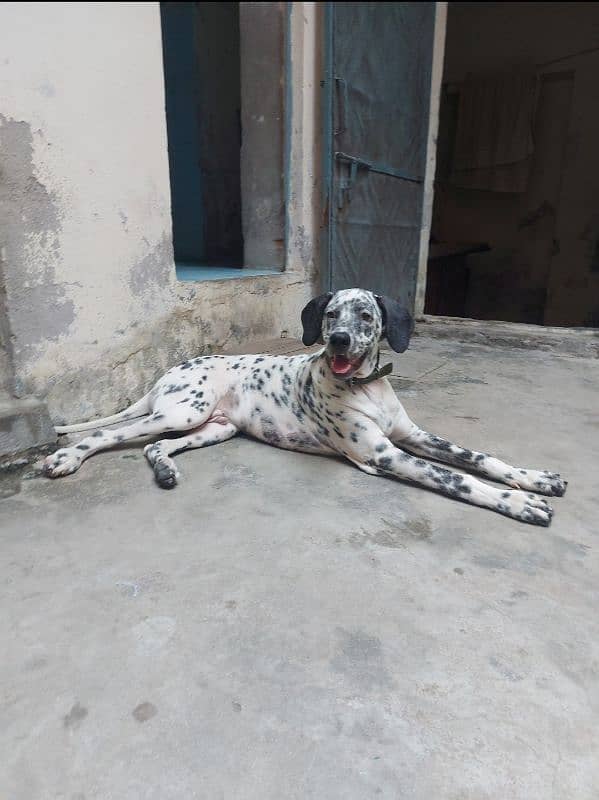 Dalmatian dog Available for stud [Cross] 1