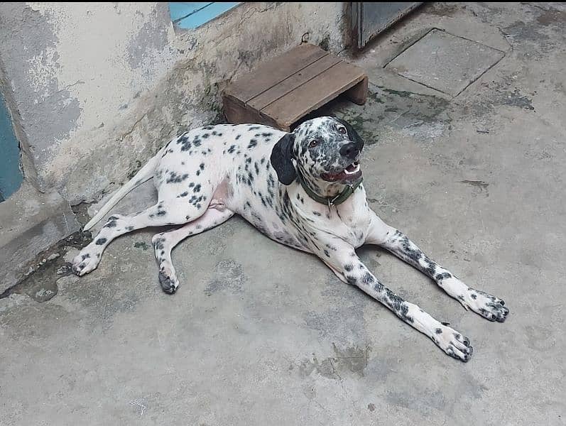 Dalmatian dog Available for stud [Cross] 2