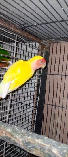 lovebird active and healthy piyear