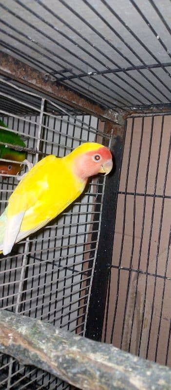 lovebird active and healthy piyear 1