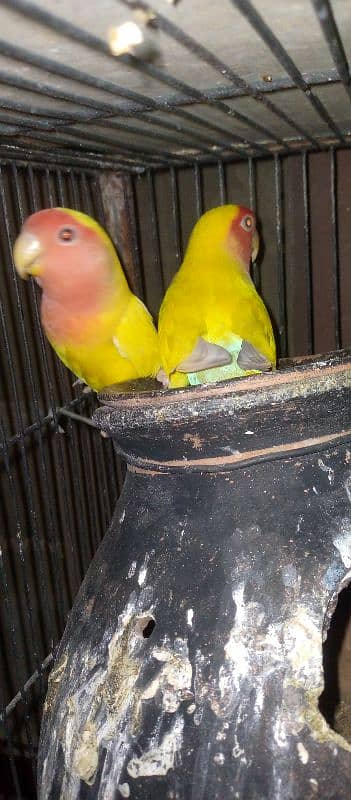 lovebird active and healthy piyear 2